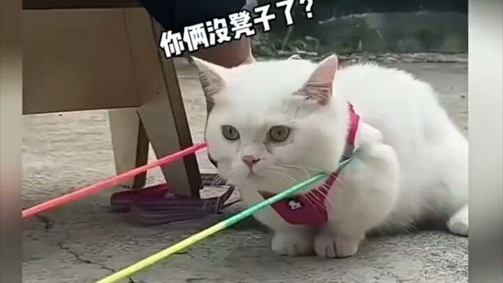 Tôi cho chó nhà xem, nó nhất định bảo là dàn dựng!