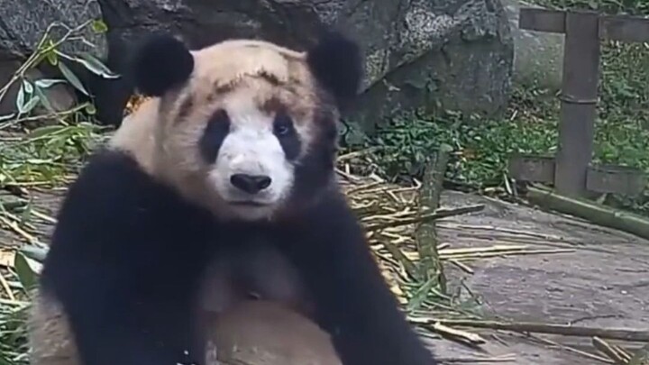 Wuhan Zoo has reopened. Official announcement: the giant pandas haven’t arrived home yet.