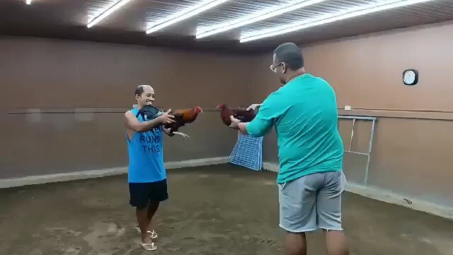 Gen-Gen Arayata Asil Grade