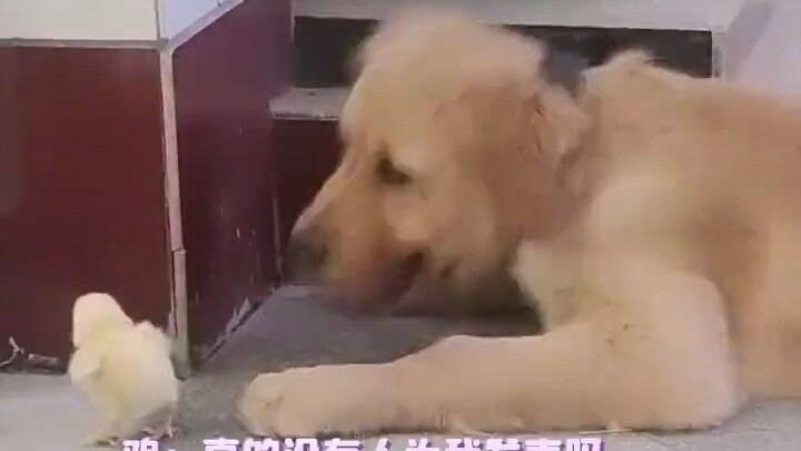 Dog: This is my new fang