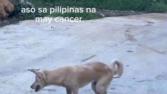 Philippines is the best