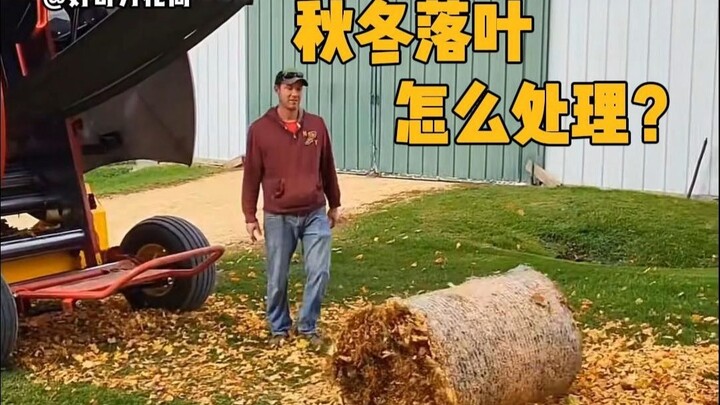 Làm gì với lá rụng mùa thu đông? #KhoaHọc #GiảiTỏaCăngThẳng #LáRụng #BổSungKiếnThức