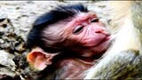 Red Face Baby Monkey Mai When She Was Born, Adorable Baby Monkey Mai Try Hard​To Feeding Milk​