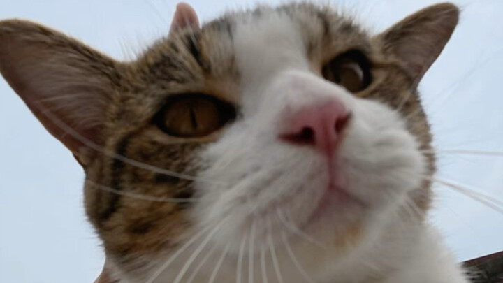 What if the kitten just wants to fly on its own!