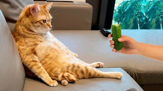 Best Funny Animal Videos Of The 2023 🤣 - Funniest Cats And Dogs Videos 😺😍