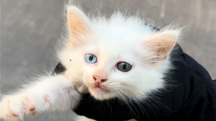 السلحفاة العاجية المصابة بالتهاب الفم أثناء عزف الطبلة الصغيرة