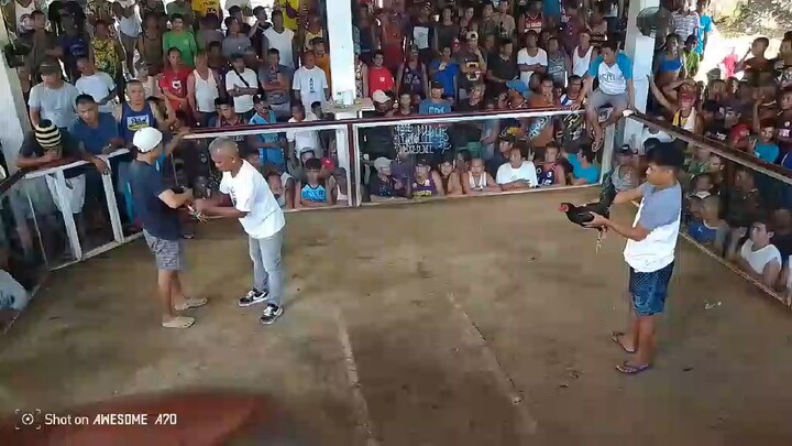 Sabong Black benabae win🥰