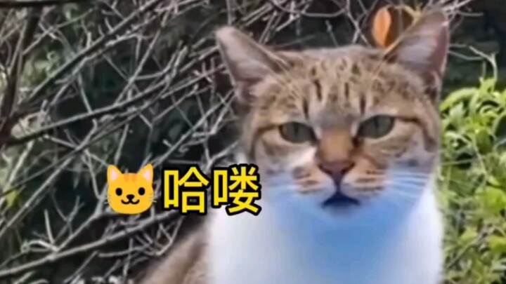 有些猫咪真的懂礼貌”