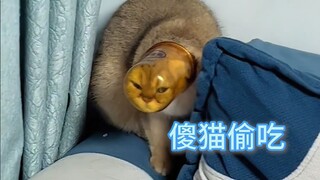 猫和猫真的不一样！