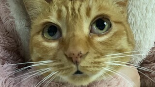 Try to make your cat understand what revenge staying up late is