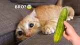 OH NO! Funniest Cats Reaction Videos😹 - Funniest Animals 2023 |Aww Pets