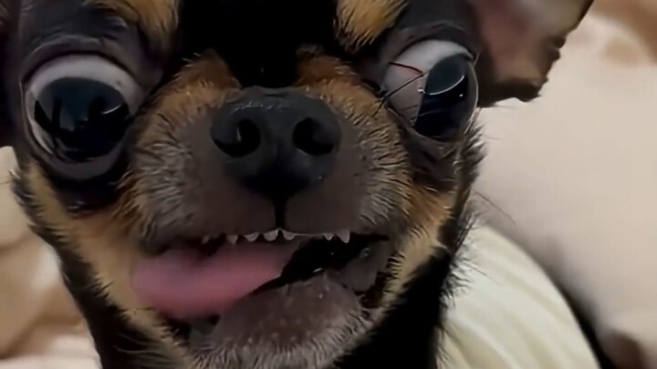 Animais engraçados - Campeonato do Pinscher mais calmo