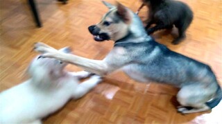 Can You Watch These Funny Animals Without Laughing? - Funny Pets