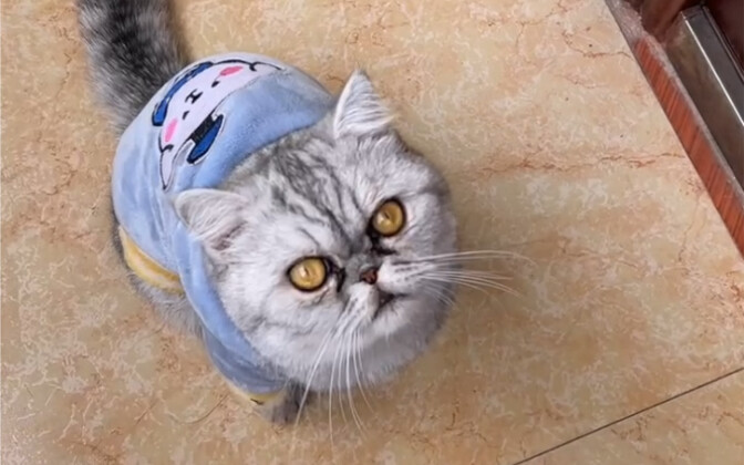 Why the heck do people always walk on the right when going downstairs?