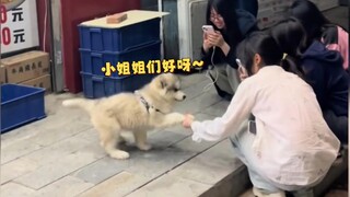 Bagaimana Alaska bisa begitu lucu!