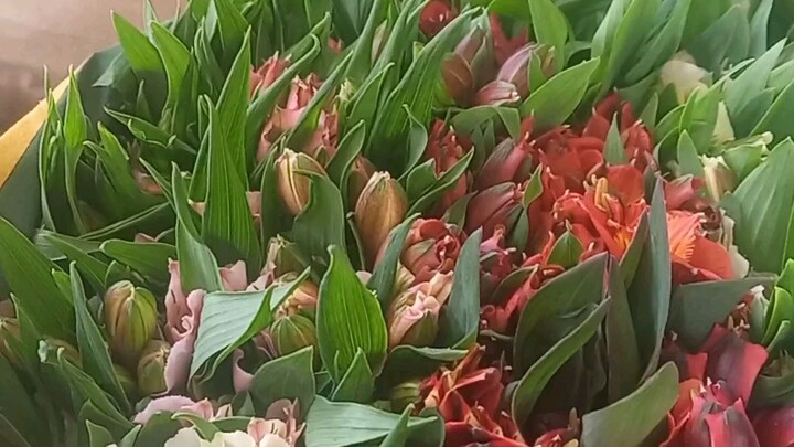 Flores de mi invernadero en Chiapas 🌸 Producción del día