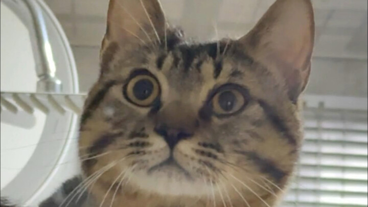 القطط ستعاقب كل مسن عنيد.