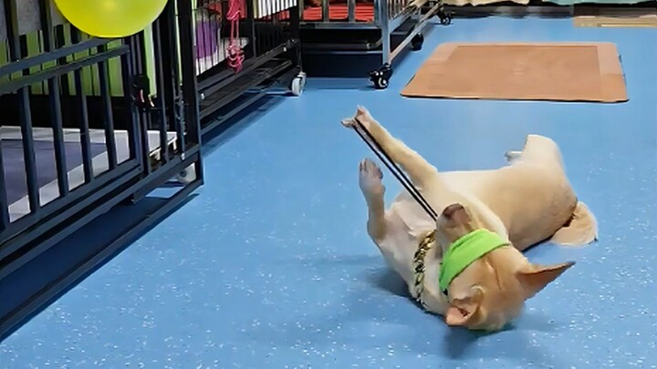 Episode 130: Have you ever seen a dog that can set up snipers?