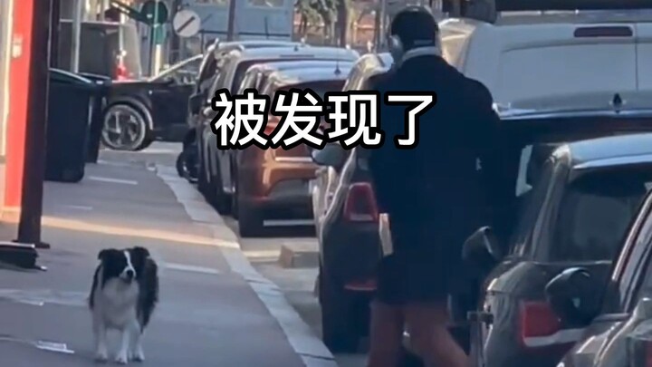 Candid street shots in Paris capture this dog and his mischievous owner—so heartwarming! Border Coll