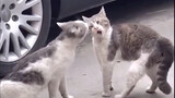 Cats fight to the death