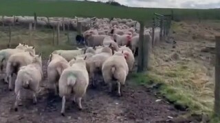 لا توجد أعمال صعبة، فقط هناك بيجي شجاع