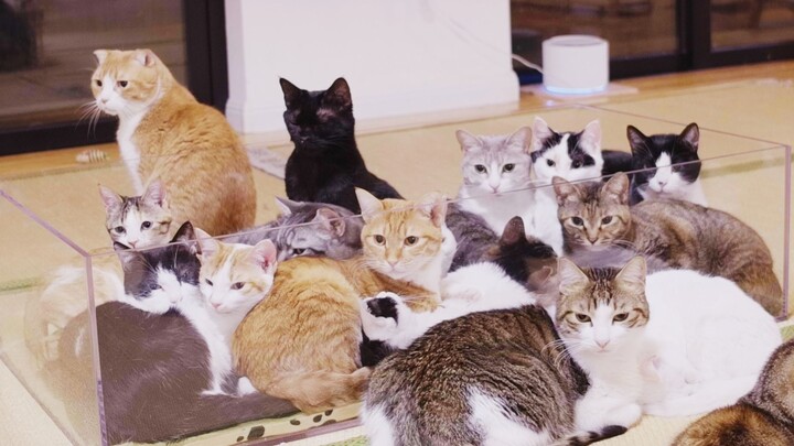 Lượng từ mới: Một bồn mèo