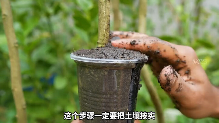 嫁接新技术