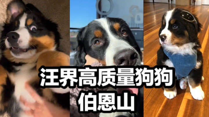جاء كلب بيرن ماونتن عالي الجودة من عالم وانغ!
