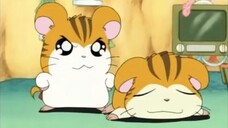 Hamtaro: Little Hamsters - Big Adventures Episode 14 The Search for Sandy's Brother