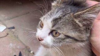 咱们继续绑架代替购买，每次剩下的最后一只都超级难抓