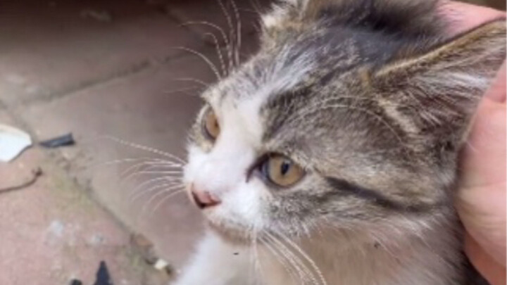 لنستمر في الاختطاف بدل الشراء، ففي كل مرة تكون آخر وحدة متبقية صعبة للغاية.