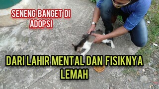 Anak Kucing Jalanan Disabelitas Tuhan Mengujinya Hidup Di Jalanan Sekarang Dia Malah Punya Rumah..!