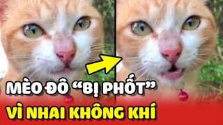 Mèo ĐÔ TỐC ĐỘ lại bị bốc phốt vì nết NHAI KHÔNG KHÍ độc lạ 😂 | Yêu Lu