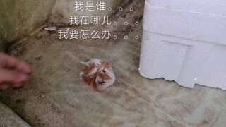 This cat... has provided me with a year's worth of laughs.