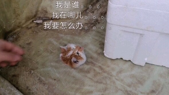 Con mèo này... đảm nhiệm hết phần gây cười của tôi cả năm nay luôn rồi...