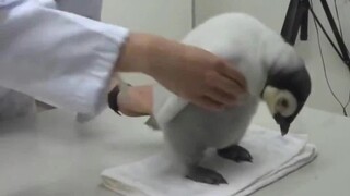 Cara yang benar untuk memeluk penguin