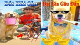 Thú Cưng TV | Dương KC Pets | Gia Đình Gâu Đần #23 | Chó Golden thông minh vui nhộn | funny cute dog