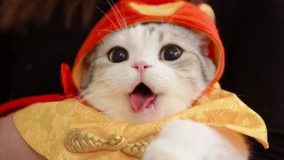 猫咪一直乖乖的待在主人的怀里，诞生了一波超可爱的猫咪新年头像和表情包！请查收！