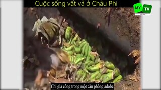 Cuộc sống mưu sinh vất vả ở Châu Phi_phần 7