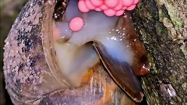 หอยทากฟูโซ่ว: ตัดรากถอนโคนให้สิ้นซาก แกโหดจริงๆ!