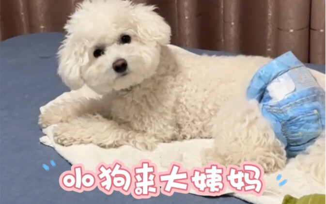 «التصوير الواقعي لعذرية الجرو»