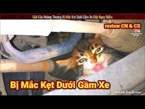 Giải Cứu Chú Mèo Dễ Thương Bị Kẹt Dưới Gầm Xe Cực Nguy Hiểm || Review Con Người Và Cuộc Sống