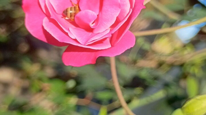 natureza