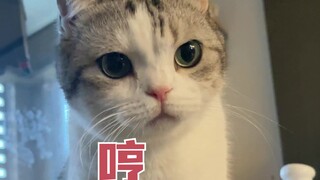 不小心踩到猫了，被猫守着要补偿
