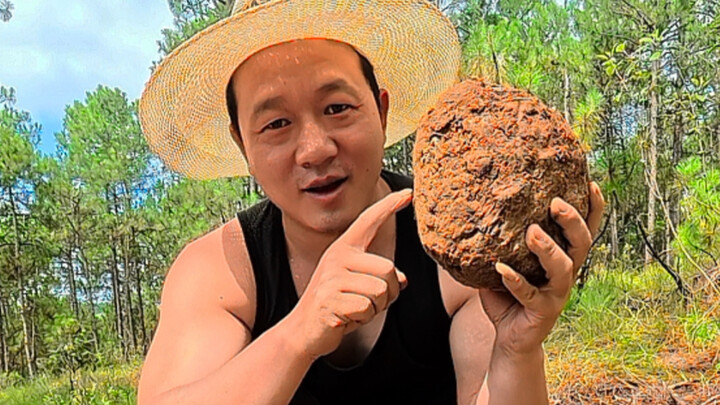Wild Poria cocos isn’t a plant; it hides beneath pine trees. If you can spot this kind of wooden stu