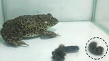 [Frogs] Can't Believe A Bullfrog Could Eat Hot Spices