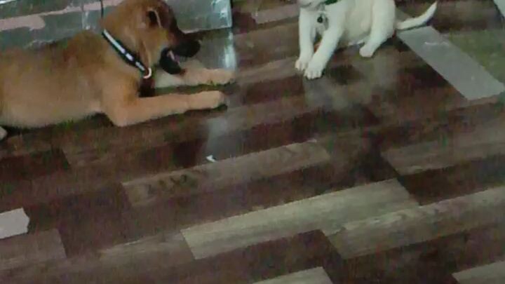 play time with kuya bullet