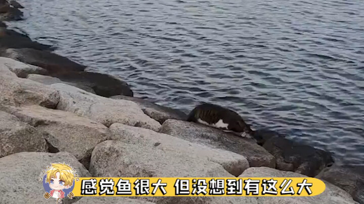 猫猫人生：海边钓鱼生活记录！😂