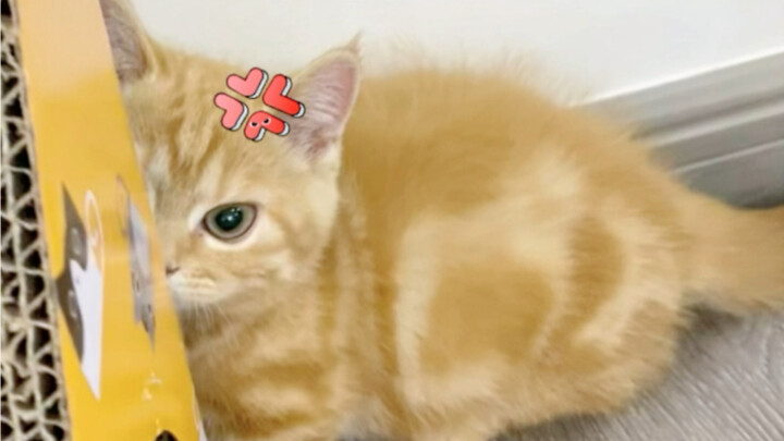 القطط التي تعبث بلا مبالاة يجب أن تُعاقَب بالمثل! لا تهاون أبدًا.