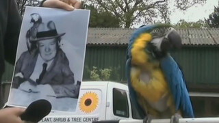 [Animals]Churchill's 100-year-old parrot